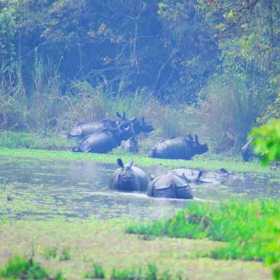 Dfo Chitwan 4